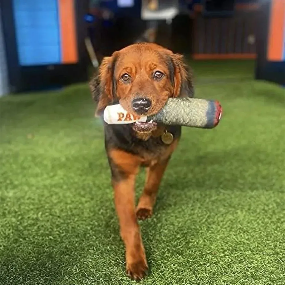 Dog Squeaky Toy Green Realistic Cigar Shaped Plush Pet Toy Interactive Chewing Entertainment Toy For Dogs Pet Play Supplies photo 6