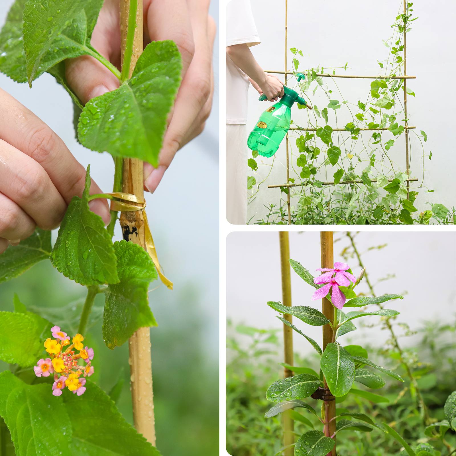 6FT,Diameter 8mm - 10mm Natural Bamboo Plant Stake, Sturdy Bamboo Poles, Durable Plant Bamboo Stake, Garden Climbing Plant Bracket 15pcs. Self-pickup Only photo 5