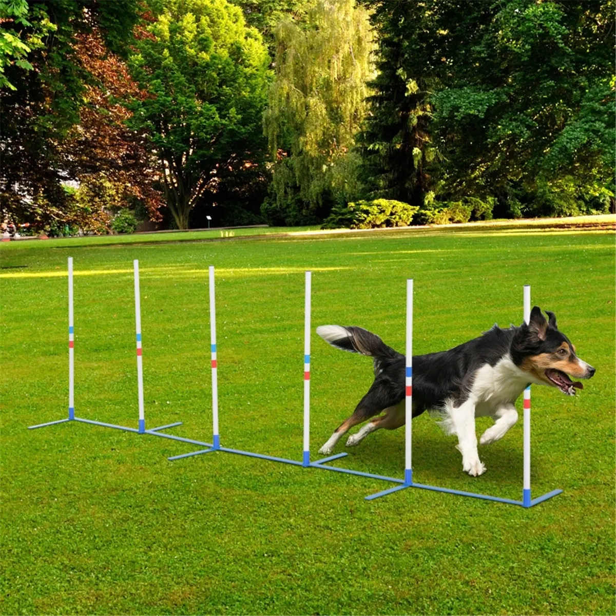 Dog Outdoor Exercise Training Set ( Amazon Shipping)(Prohibited by WalMart) photo 1