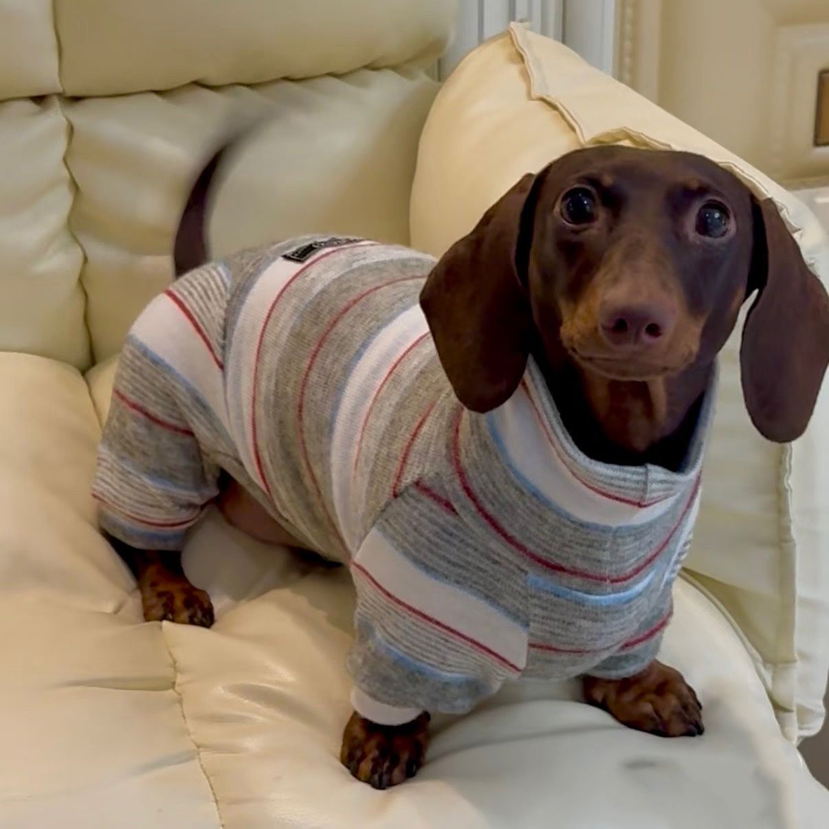 Winter-Proof Dachshund Pet Clothes Autumn And Winter High-Neck Style photo 5