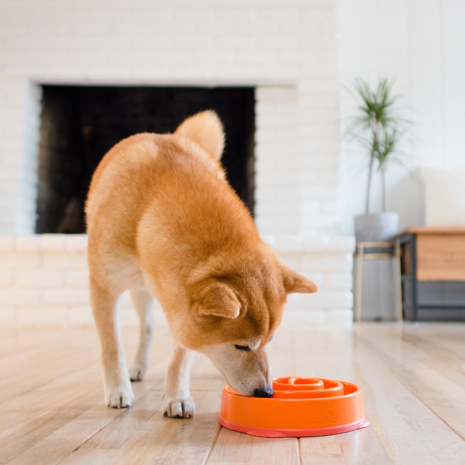 Household Dog Puzzle Anti-choking Slow-feeding Bowl photo 1