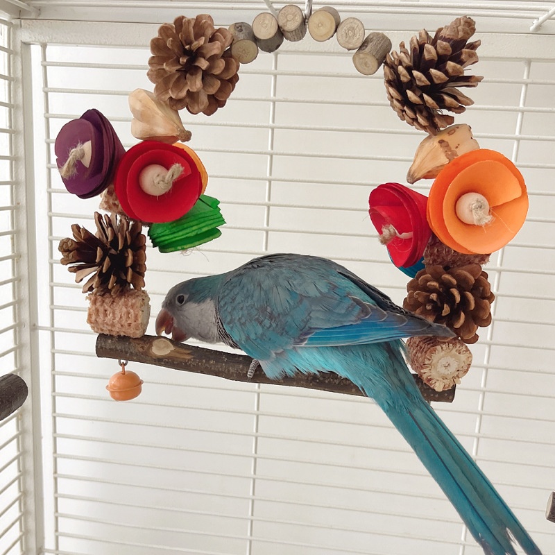 Parrot Swing Pine Nut Grinding Mouth Grinding Claw Log Bird Stand Rod Color Decoration photo 5