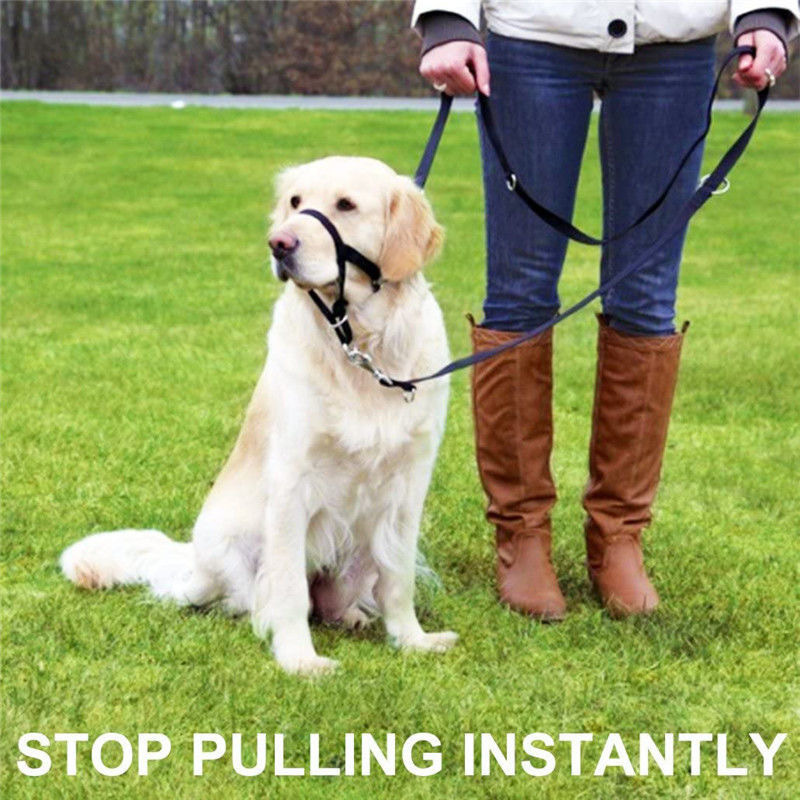 Short-handled Leash For Walking Dogs photo 1