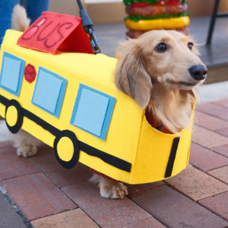 Baby Bus Pet Clothes photo 1